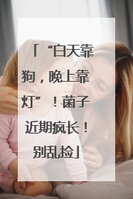 “白天靠狗，晚上靠灯”！菌子近期疯长！别乱捡