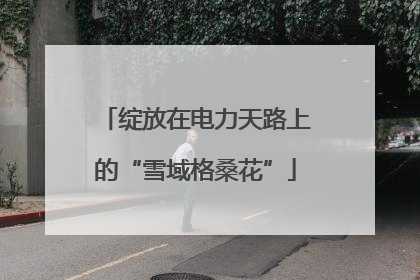 绽放在电力天路上的“雪域格桑花”