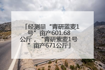 经测量“青研蓝麦1号”亩产601.68公斤，“青研紫麦1号”亩产671公斤
