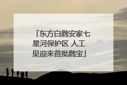 东方白鹳安家七星河保护区 人工巢迎来首批鹳宝