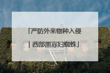 严防外来物种入侵｜西部黑寡妇蜘蛛