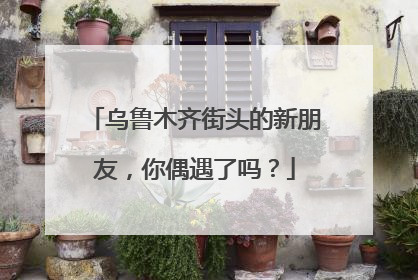 乌鲁木齐街头的新朋友，你偶遇了吗？