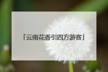 云南花香引四方游客