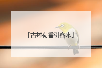 古村荷香引客来