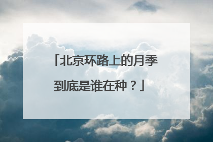 北京环路上的月季到底是谁在种？