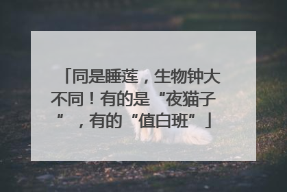 同是睡莲，生物钟大不同！有的是“夜猫子”，有的“值白班”