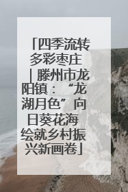 四季流转 多彩枣庄｜滕州市龙阳镇：“龙湖月色”向日葵花海 绘就乡村振兴新画卷