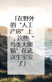 在野外的“人工产房”上，这些“鸟类大熊猫”在武汉生宝宝了