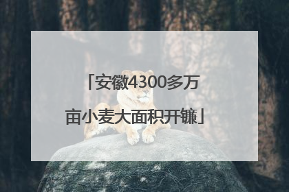 安徽4300多万亩小麦大面积开镰