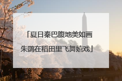 夏日秦巴腹地美如画 朱鹮在稻田里飞舞嬉戏