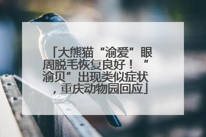 大熊猫“渝爱”眼周脱毛恢复良好！“渝贝”出现类似症状，重庆动物园回应