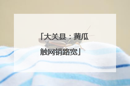 大关县：黄瓜触网销路宽