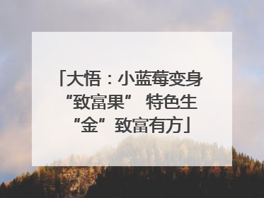 大悟：小蓝莓变身“致富果” 特色生“金”致富有方
