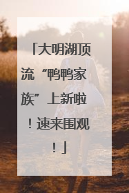 大明湖顶流“鸭鸭家族”上新啦！速来围观！