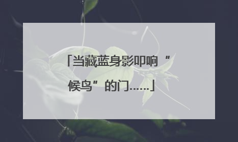 当藏蓝身影叩响“候鸟”的门……