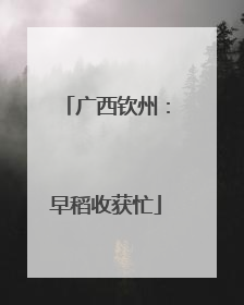 广西钦州：早稻收获忙