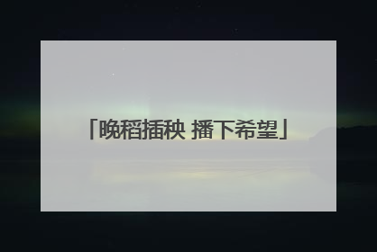 晚稻插秧 播下希望