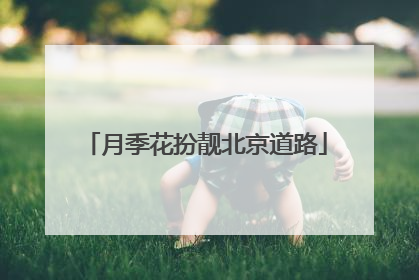 月季花扮靓北京道路