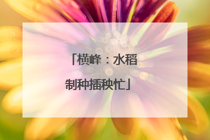 横峰：水稻制种插秧忙