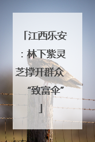 江西乐安：林下紫灵芝撑开群众“致富伞”