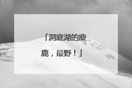 洞庭湖的麋鹿，最野！
