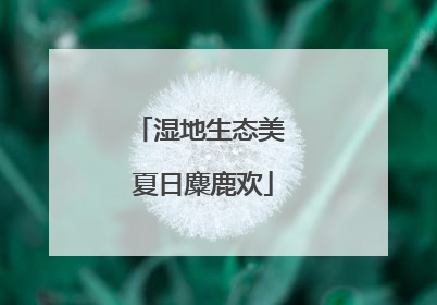 湿地生态美 夏日麋鹿欢