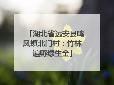 湖北省远安县鸣凤镇北门村：竹林遍野绿生金