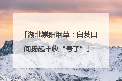 湖北崇阳烟草：白芨田间扬起丰收“号子”