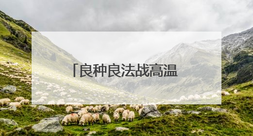 良种良法战高温 陕西渭南旱地小麦丰收有“粮”方