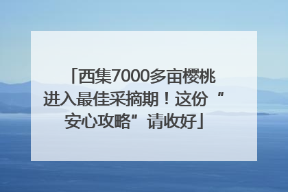 西集7000多亩樱桃进入最佳采摘期！这份“安心攻略”请收好