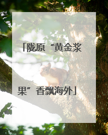 陇原“黄金浆果”香飘海外