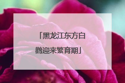 黑龙江东方白鹳迎来繁育期